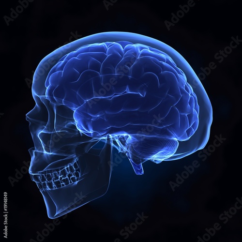 Left x-ray view of human skull and brain