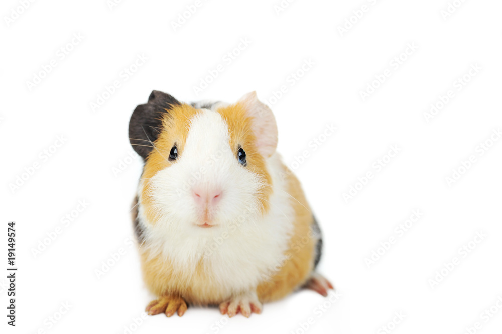 guinea pig guinea pig
