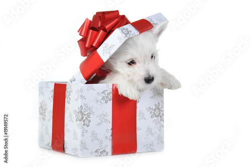 puppy in box