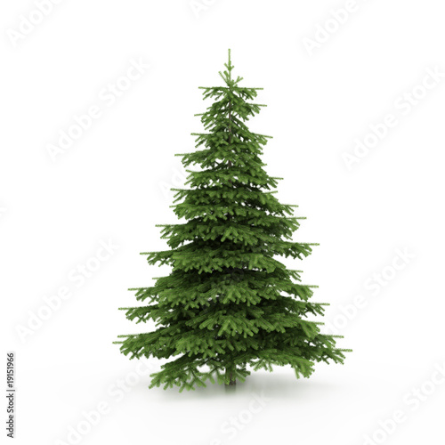 The Christmas tree ready to decorate
