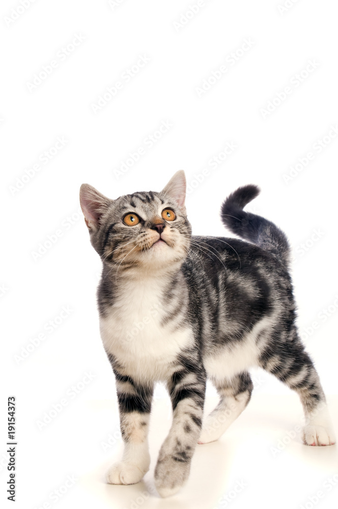 Obraz premium KITten na białym tle