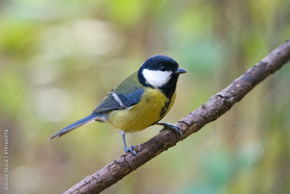 Obraz premium Great tit