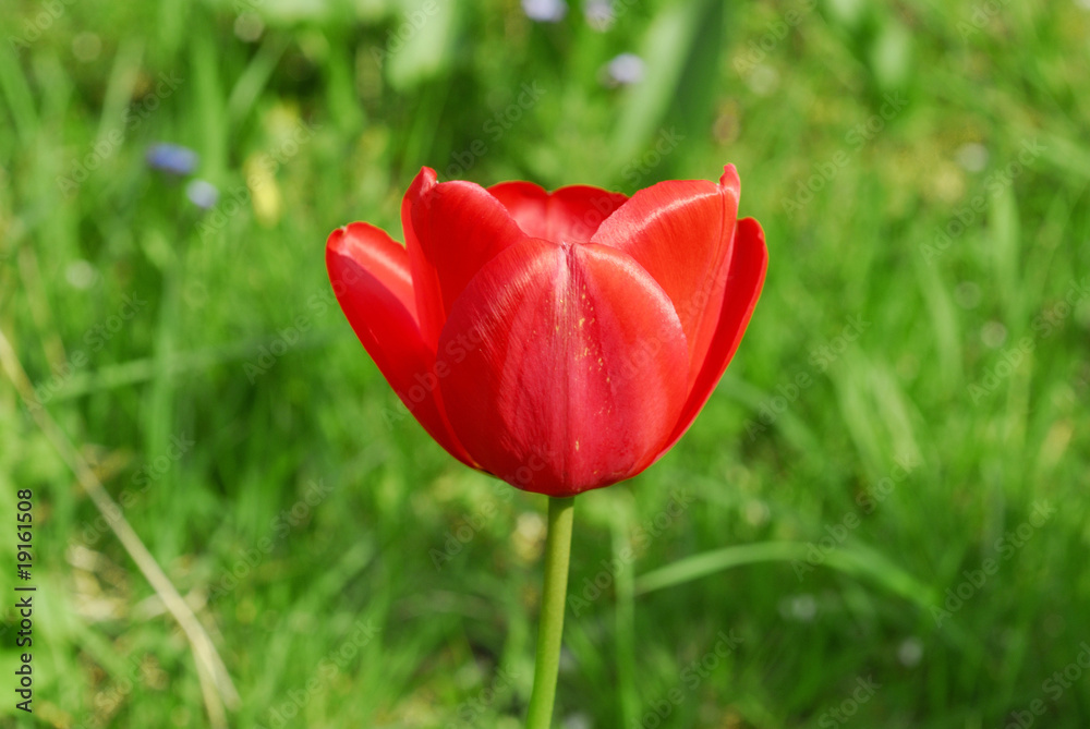 frühling frühling