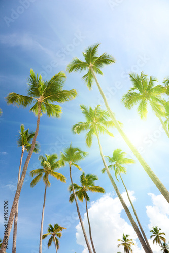 Palms and blue sky