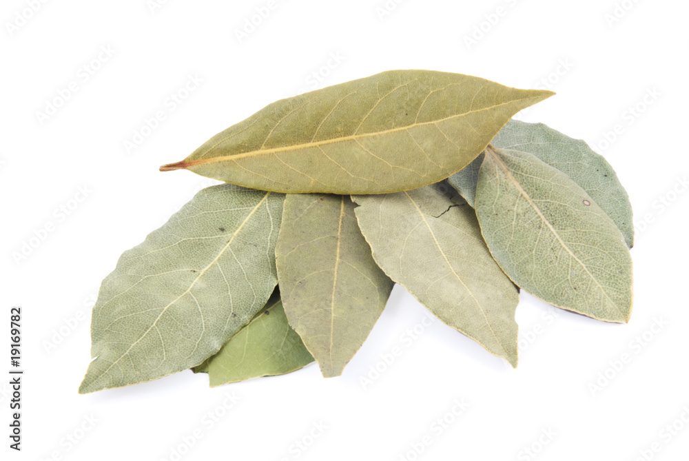 Bay leaf