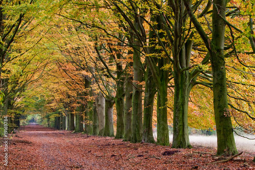 Sand lane with trees in autumn