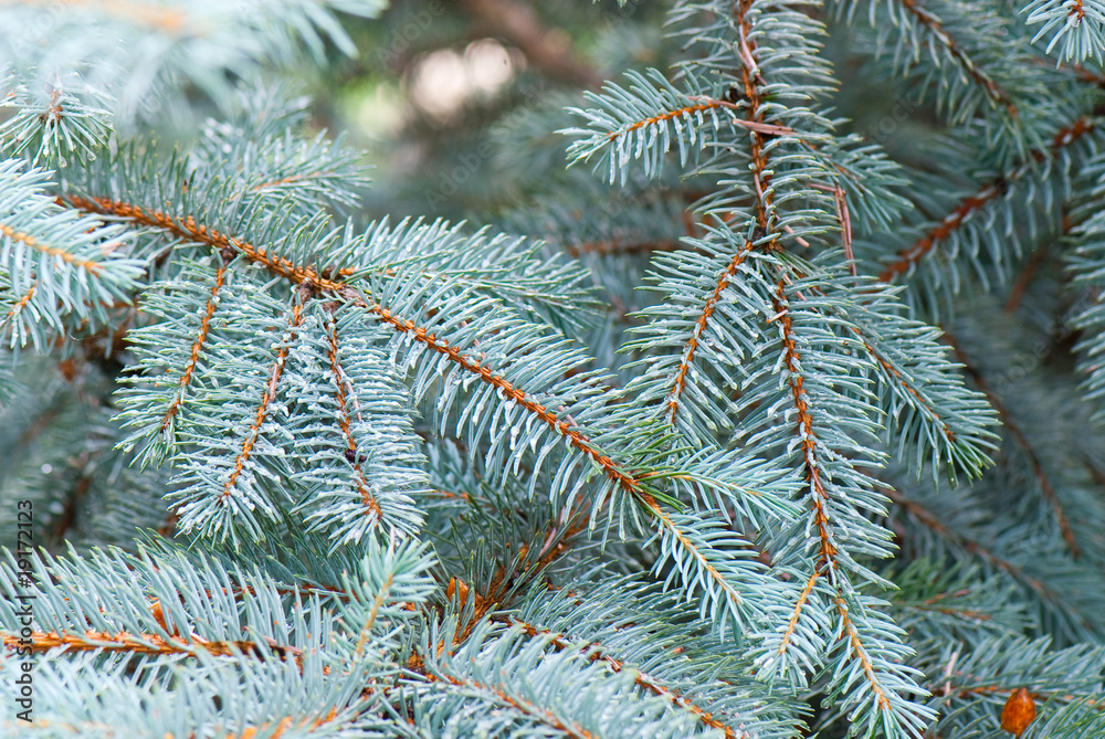 blue fir-tree blue fir-tree