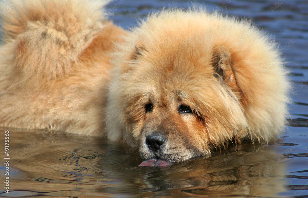 Portrait Chow Chow Hund beim Trinken im Fluss Portrait Chow Chow Hund beim Trinken im Fluss