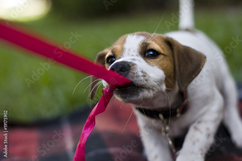 Φωτογραφία Tug of War