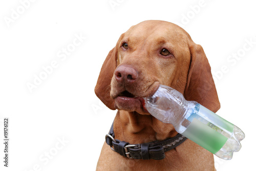 Portrait Magyar Vizsla Hund apportiert trägt Pfandflasche