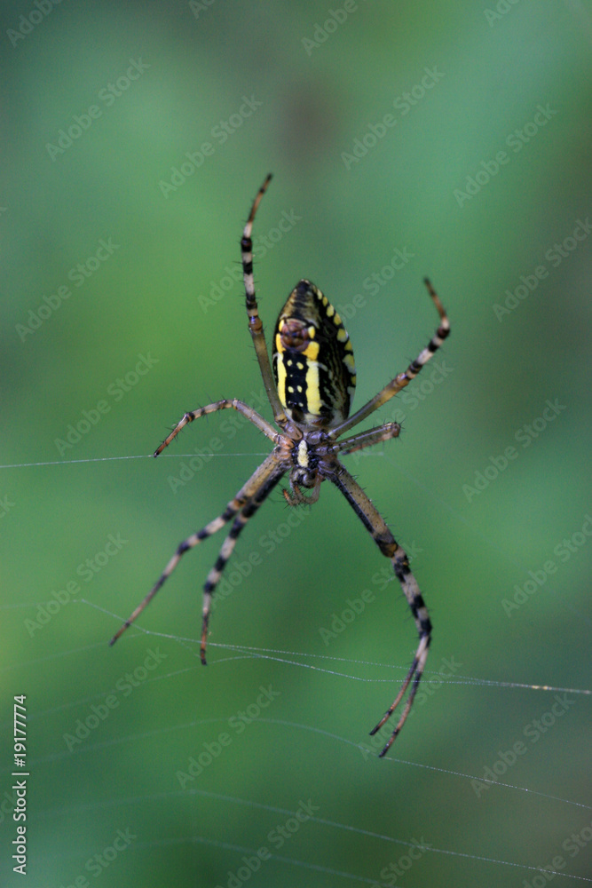 spider spider