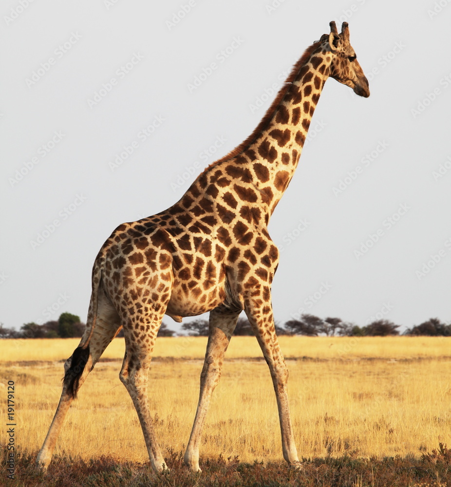 Obraz premium Giraffe