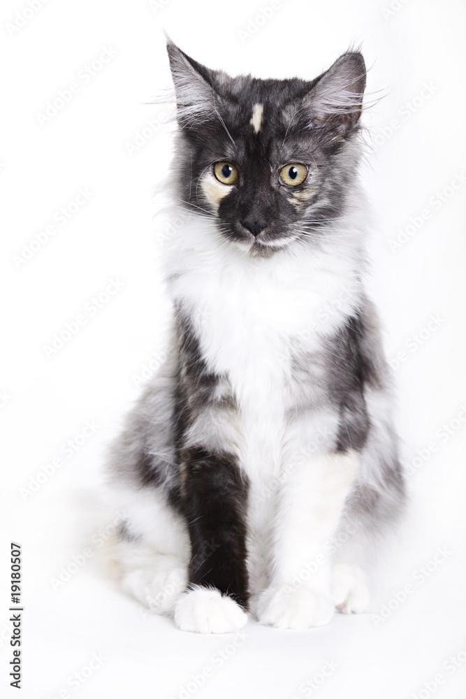 Cat, Young Maine Coon