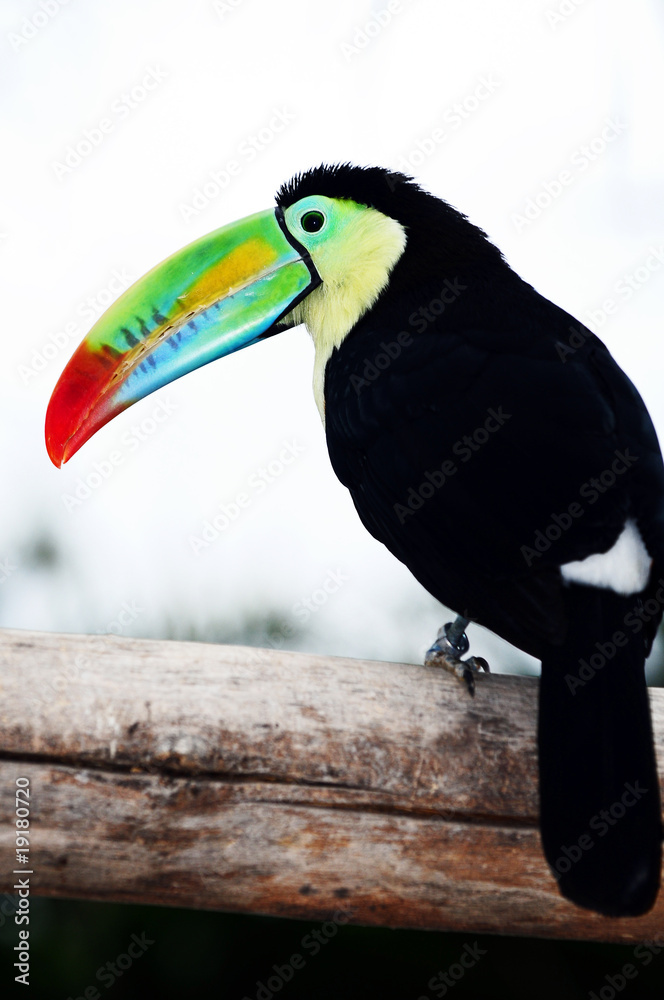 Obraz premium Toco Toucans