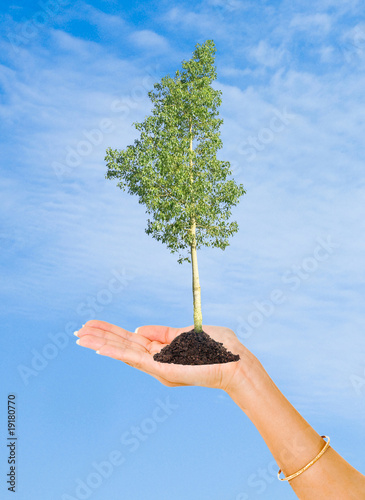 A tree on palm as a symbol of nature protection photo