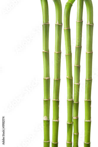 Fototapeta Naklejka Na Ścianę i Meble -  bamboo background isolated