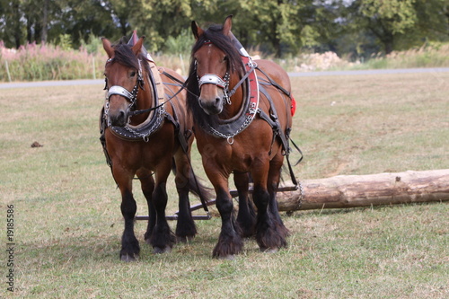 Zwei Ardenner-Pferde beim Holzrücken