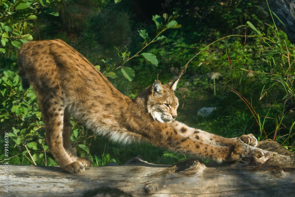 Obraz premium Gähnender Luchs