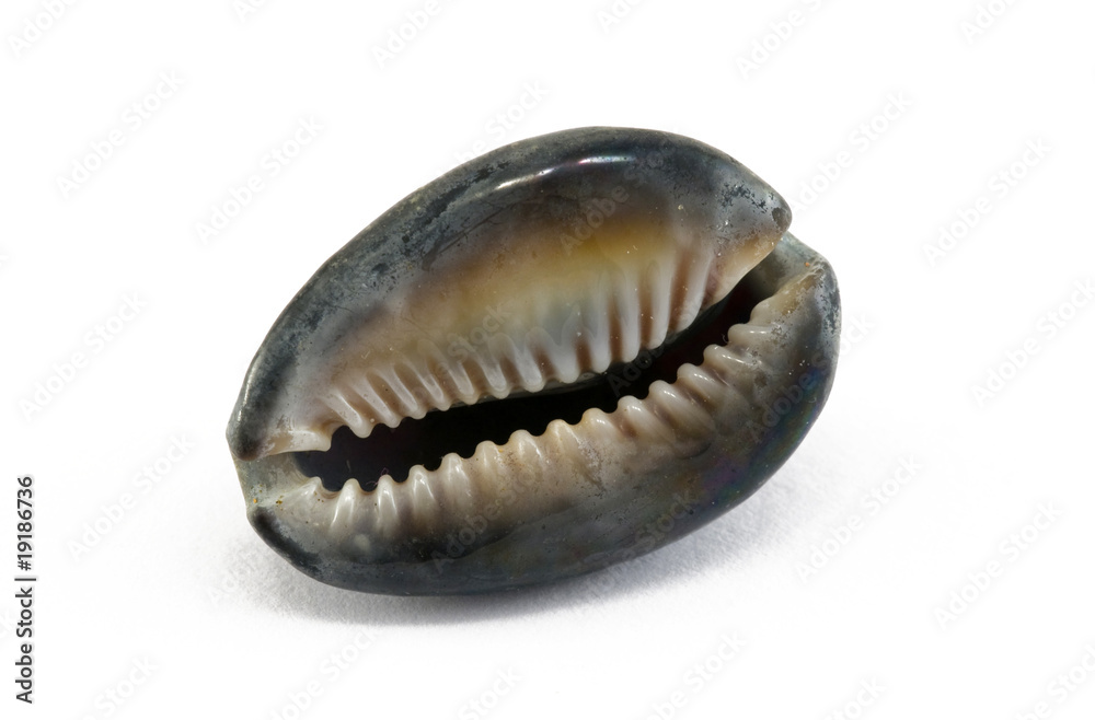 shell shell
