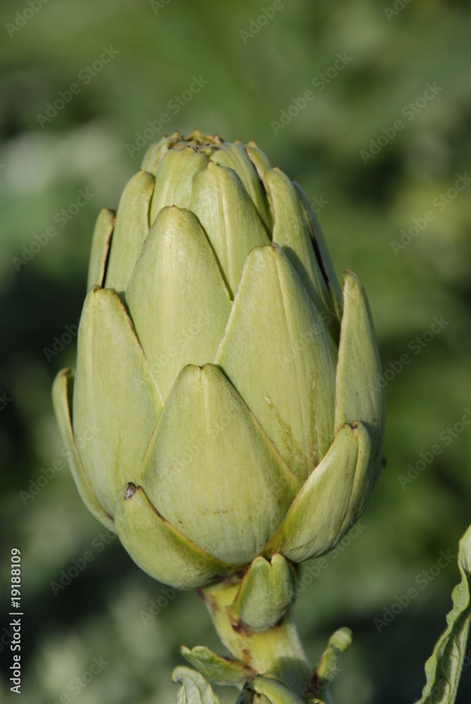 Obraz premium Alcachofa