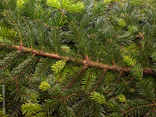 Christmas pine fir tree branches