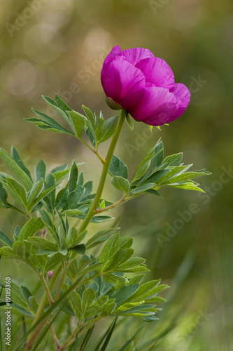 Peonia
