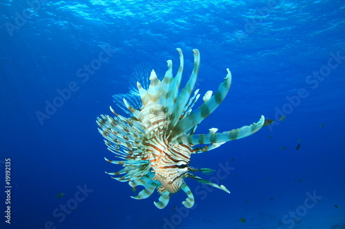 Common Lionfish (Pterois miles) with blue water background