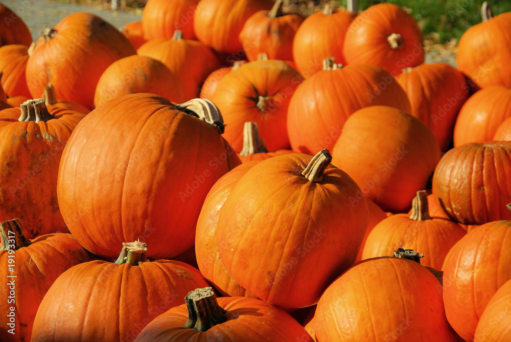 Kürbis - pumkin 28 Kürbis - pumkin 28