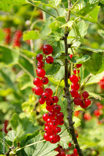 Johannisbeerstrauch - currant bush 05