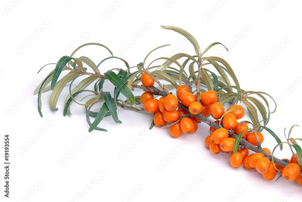 Sanddorn - sallow thorn 30