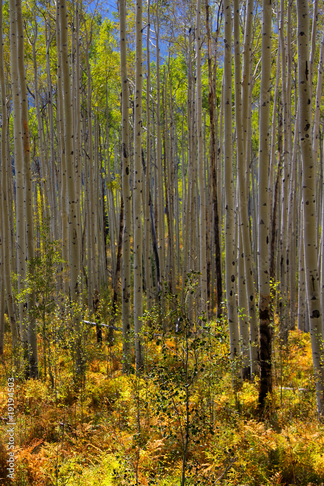 Fototapeta Tall Aspen trees