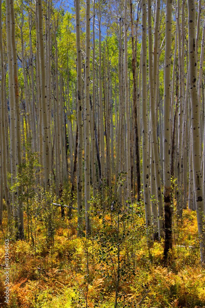 Tall Aspen trees