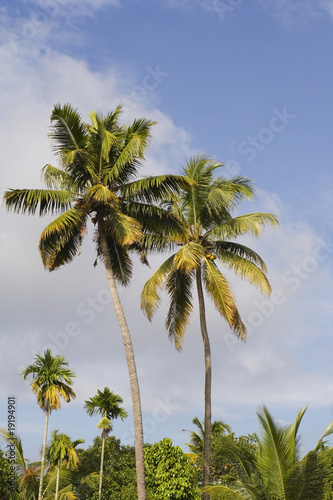 kerala palms