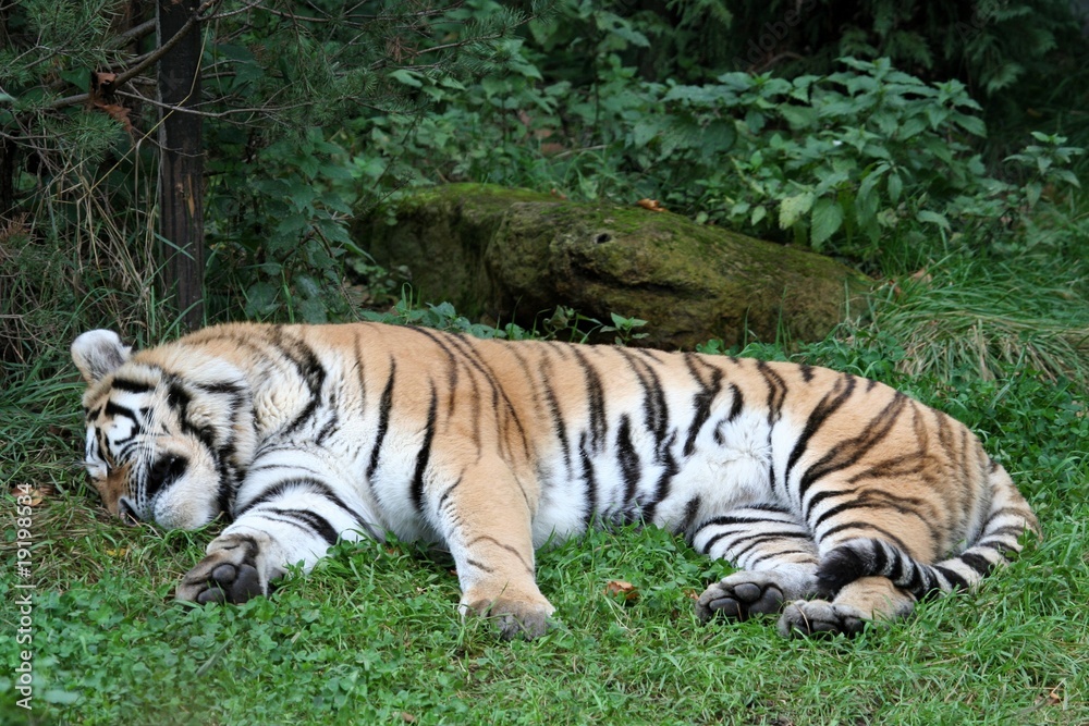 Amurtiger Amurtiger