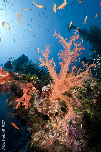 Fototapeta Naklejka Na Ścianę i Meble -  ocean, coral and fish