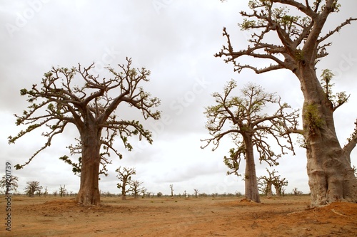 Fototapeta African Baobab tree on baobabs trees field on cloudy  day