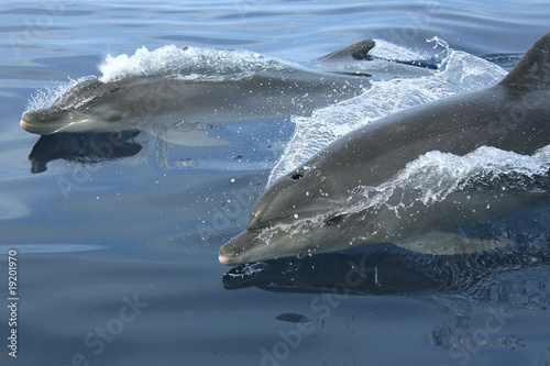 granville dolphin 4