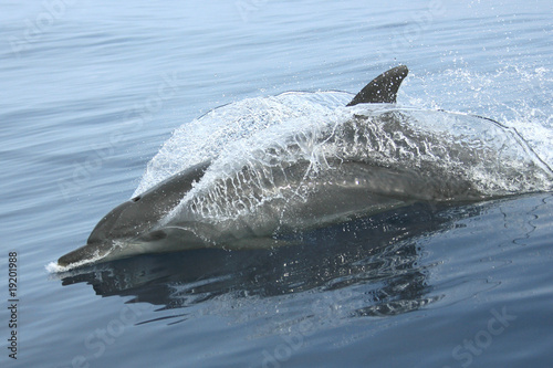 Valokuvatapetti granville dolphin 5