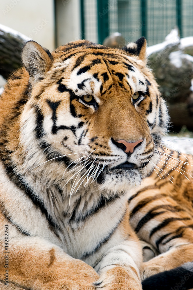 Naklejka premium Tiger head portrait