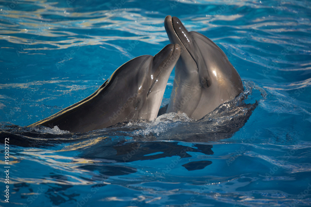 Fototapeta premium dancing dolphins