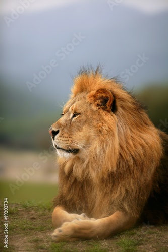 Fototapeta Naklejka Na Ścianę i Meble -  Beautiful Lion wild male animal portrait