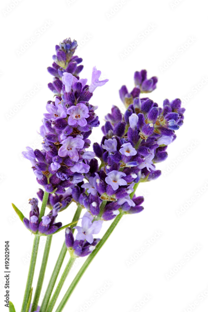 Obraz premium Lavandula Hidcote odizolowywający na białym tle