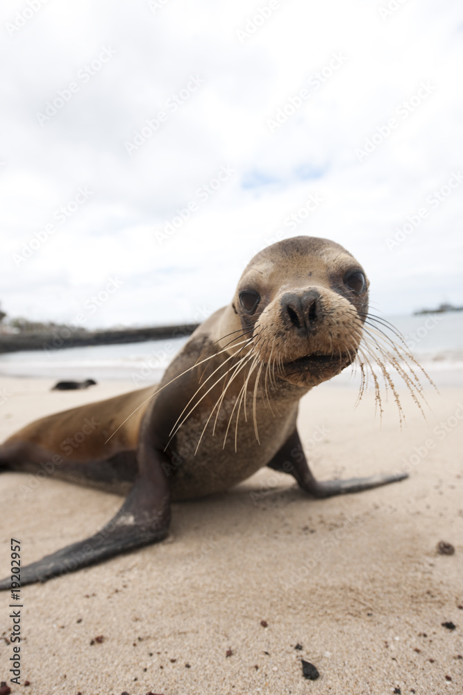 phoque, Galapagos