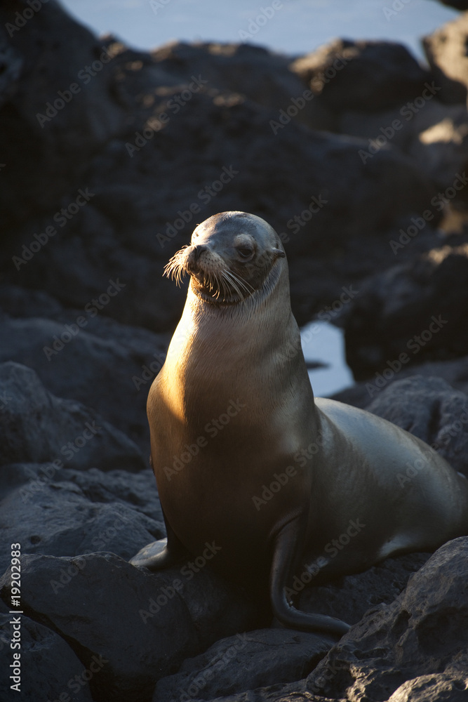Naklejka premium Phoque, Galapagos