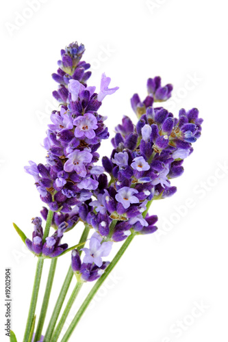 Fototapeta Naklejka Na Ścianę i Meble -  Lavandula Hidcote isolated on white background