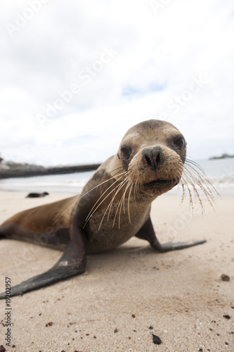 phoque, Galapagos