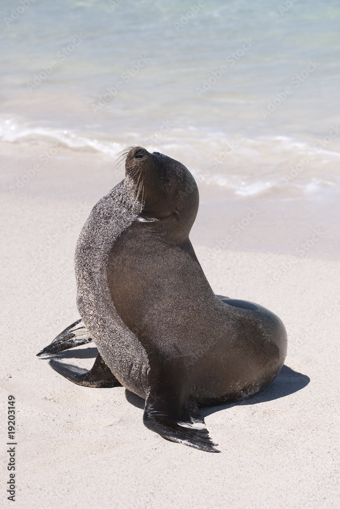 Fototapeta premium Phoque, Galapagos