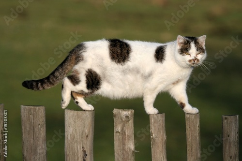 Fotografija Kater
