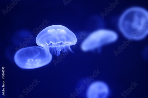 Moon jellyfish over blue water © lunamarina