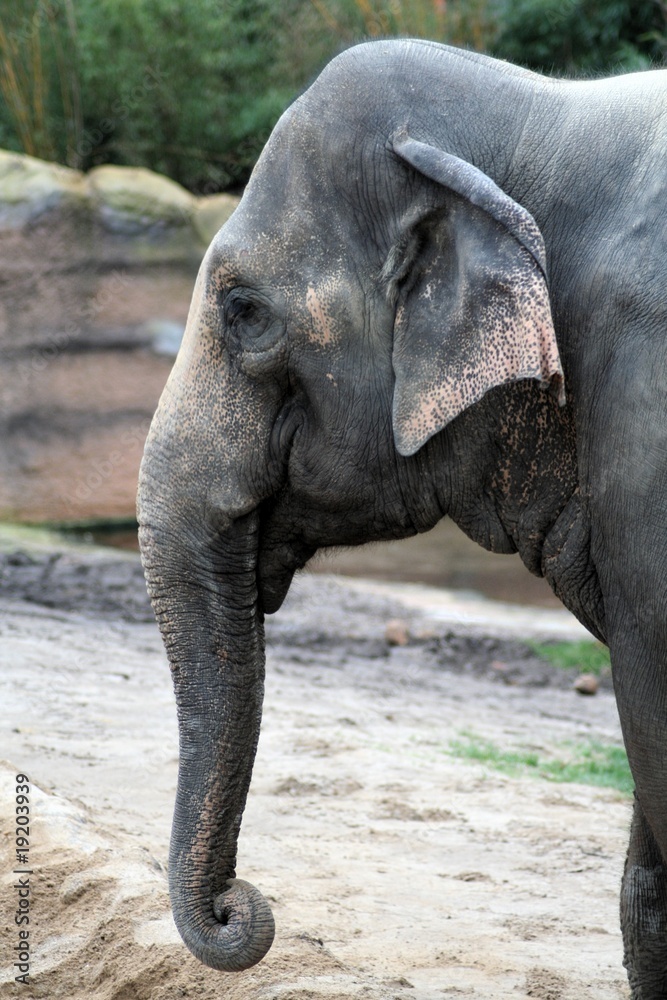 Fototapeta premium Elefant